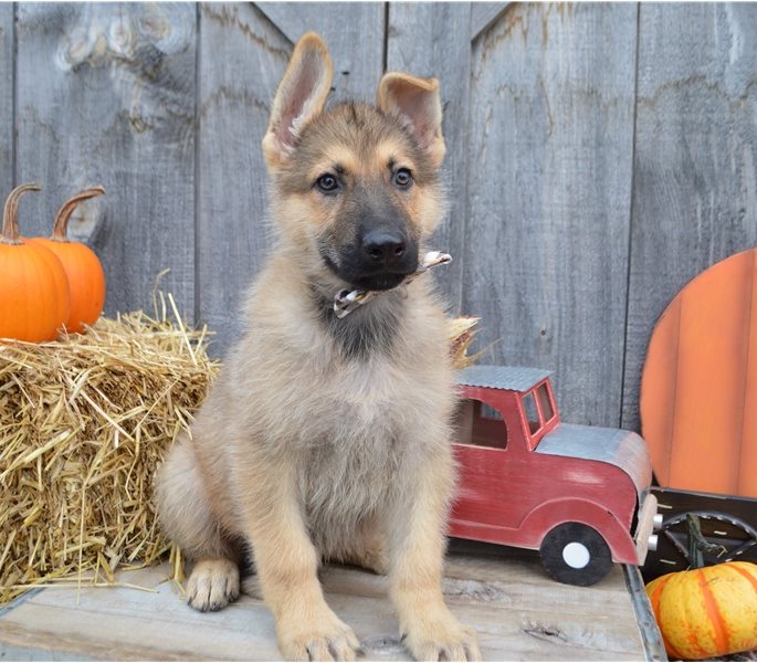 German Shepherd Puppies at Doggy First