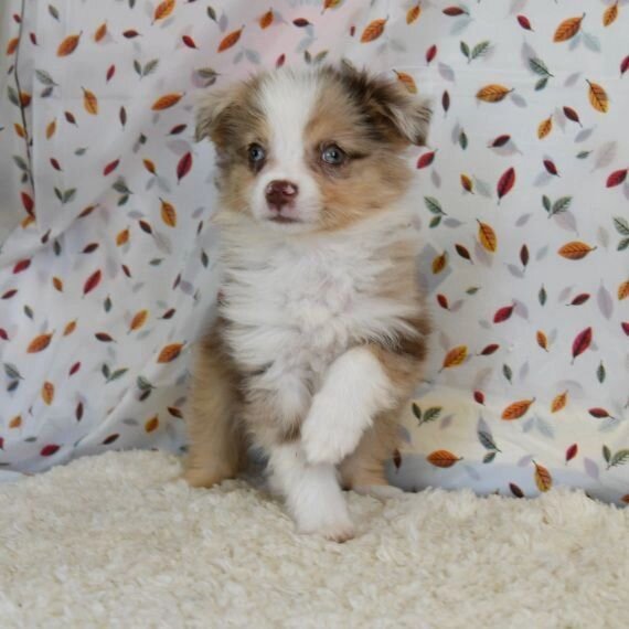 ANDY, a Australian Shepherd puppy