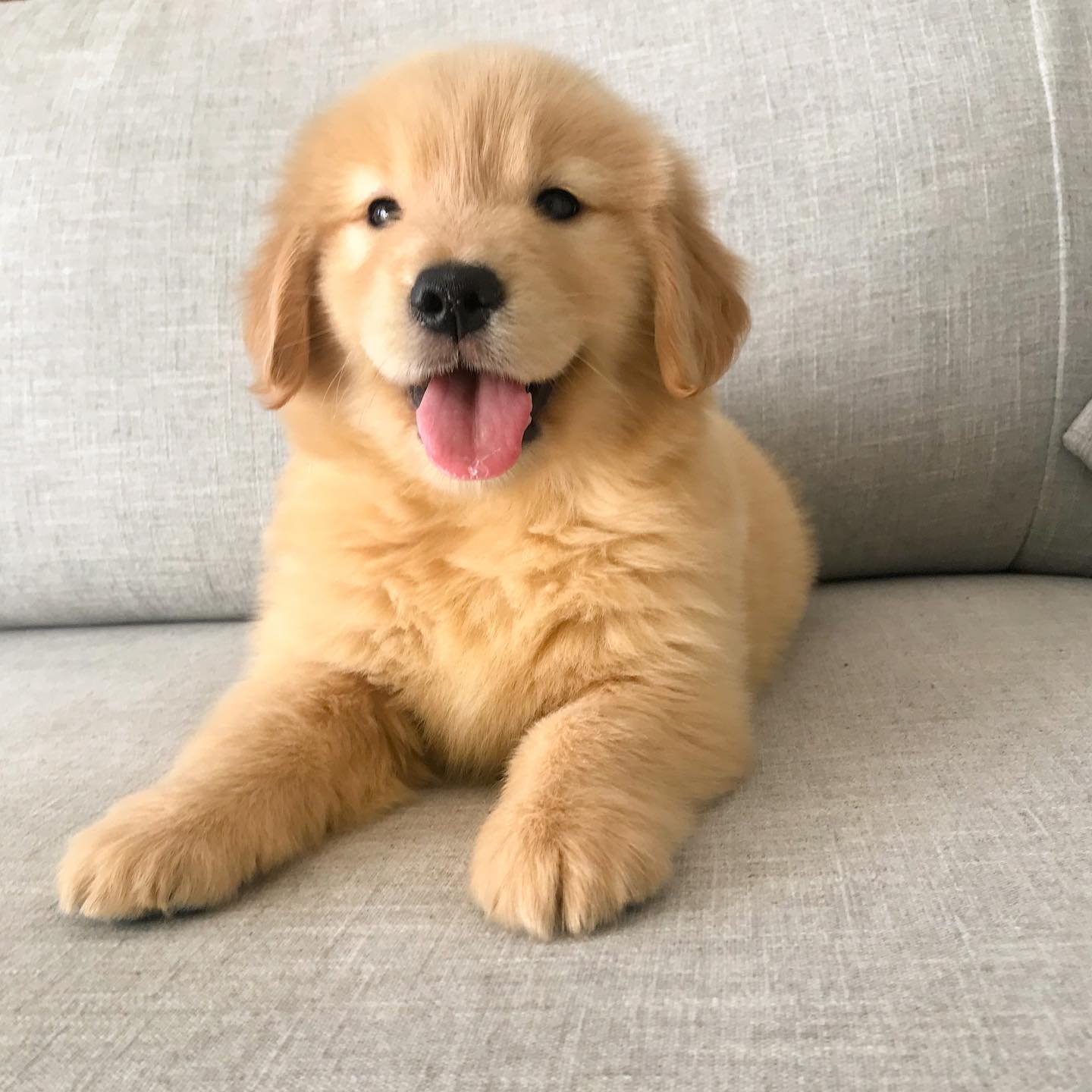Golden Retriever Puppies at Doggy First