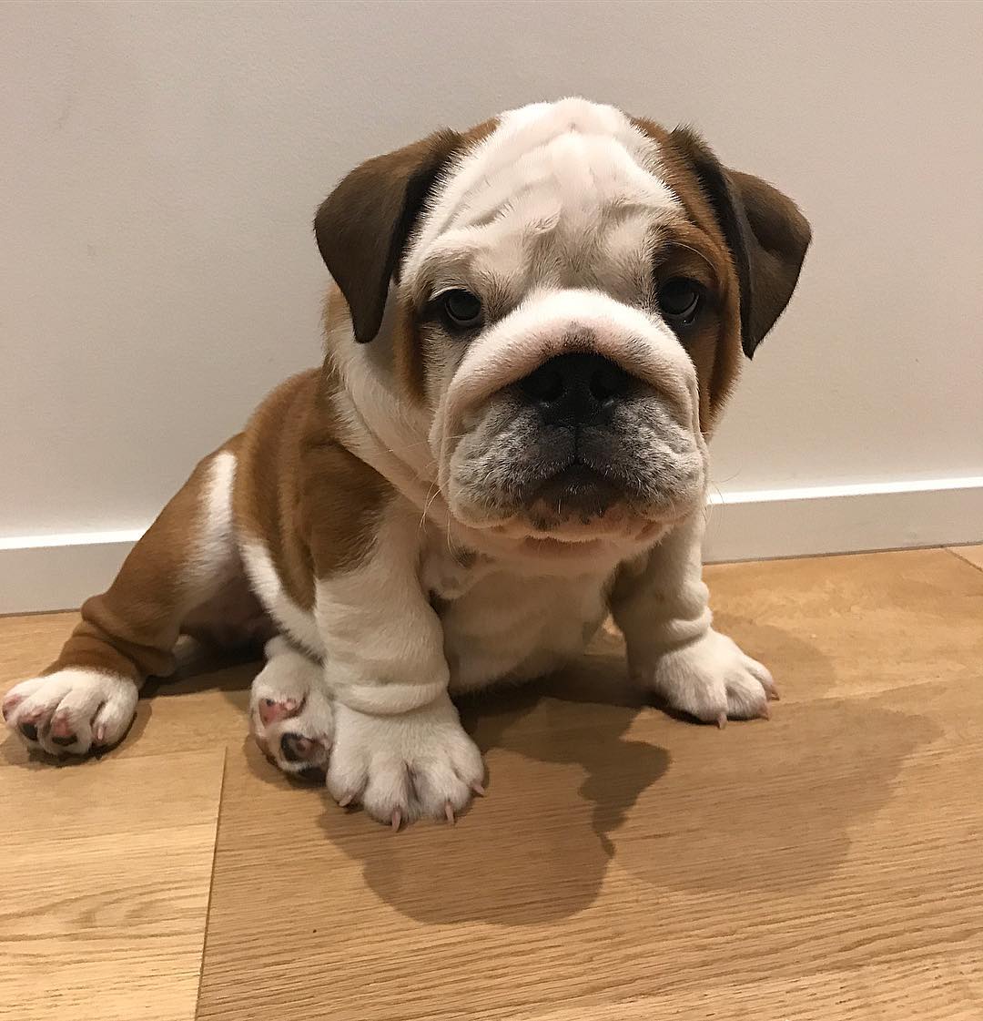 BRYAN, a English Bulldog puppy