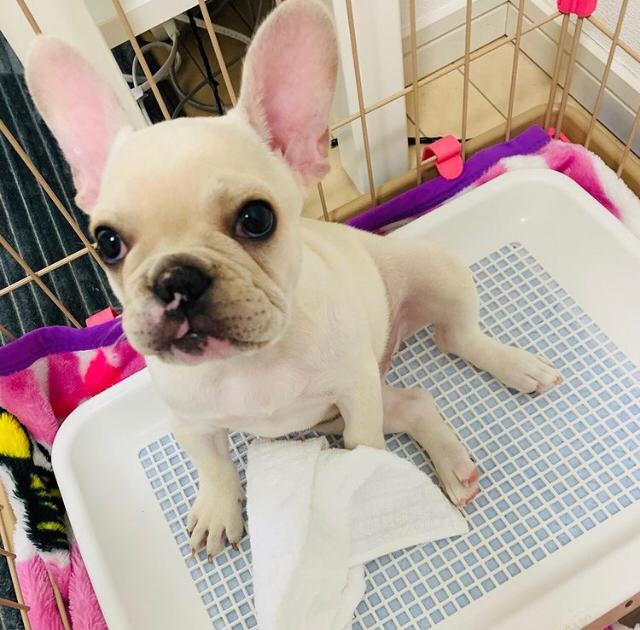 MIMI, a French Bulldog puppy