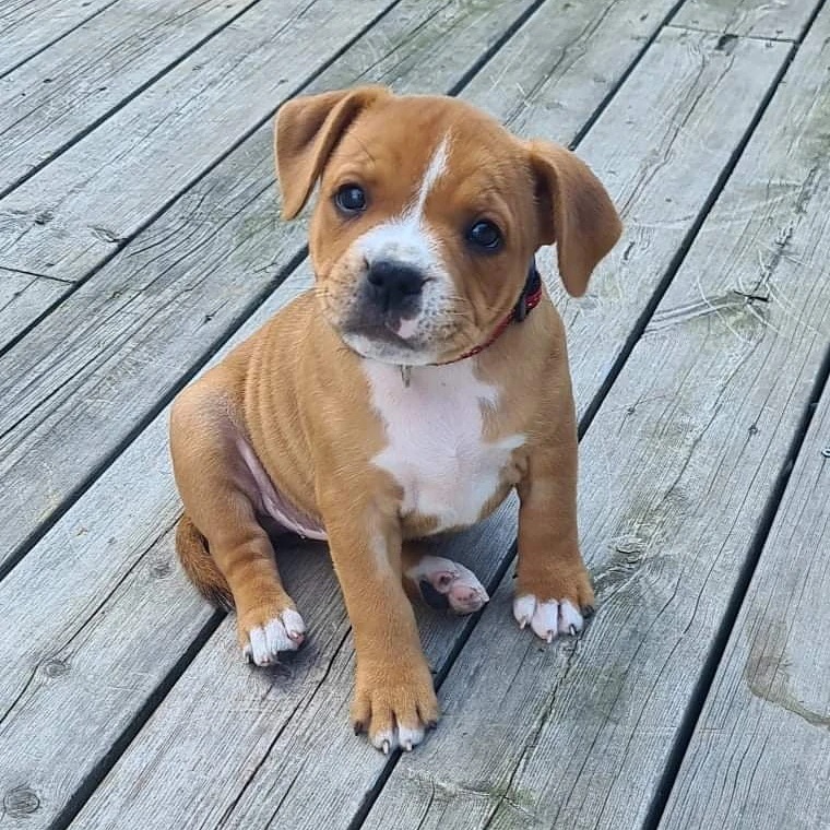 PRIMA, a Staffordshire Bull Terrier puppy