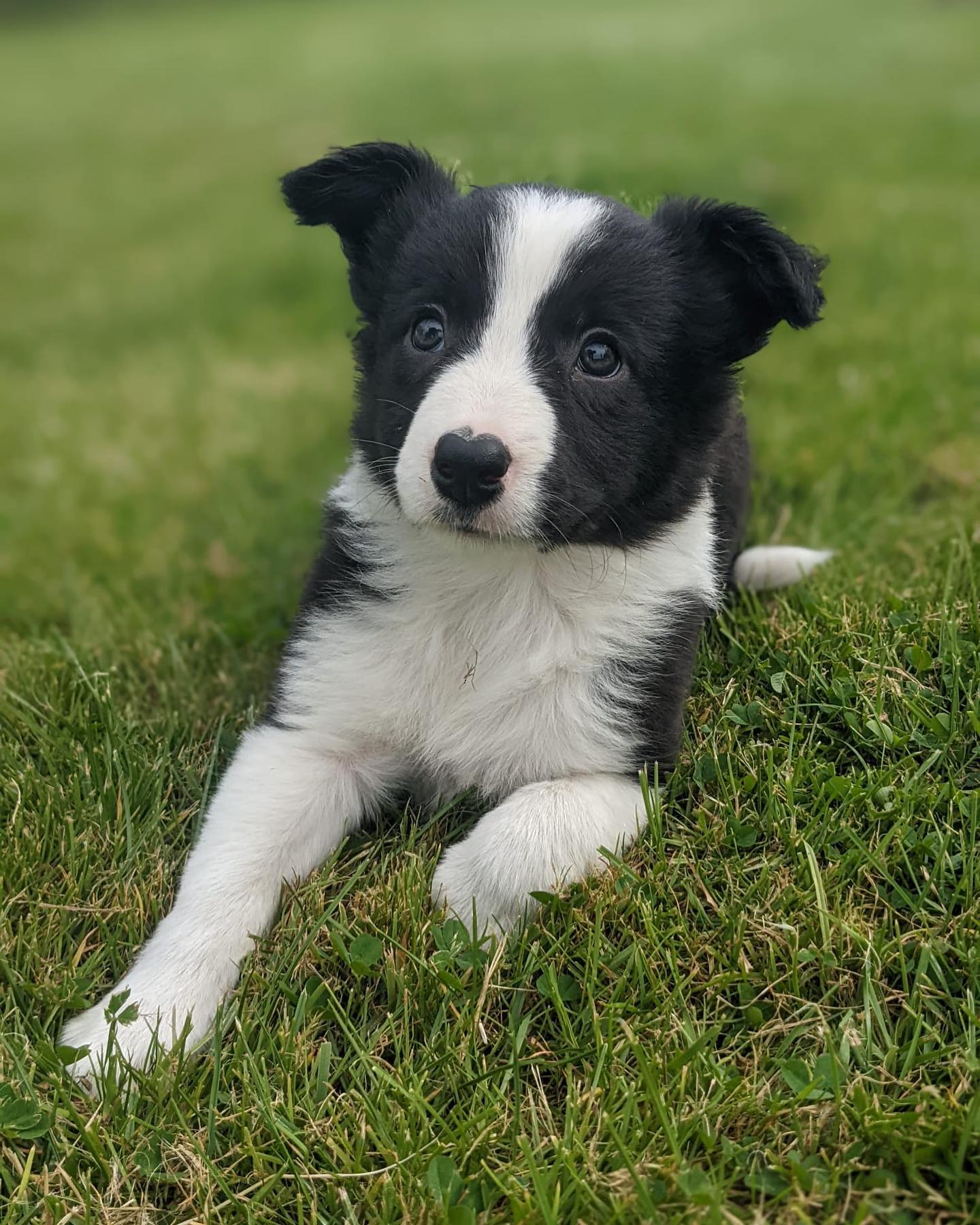 FERNN, a Border Collie puppy