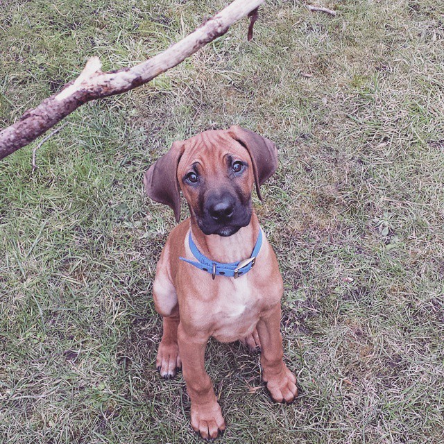 Rhodesian Ridgeback Puppies at Doggy First