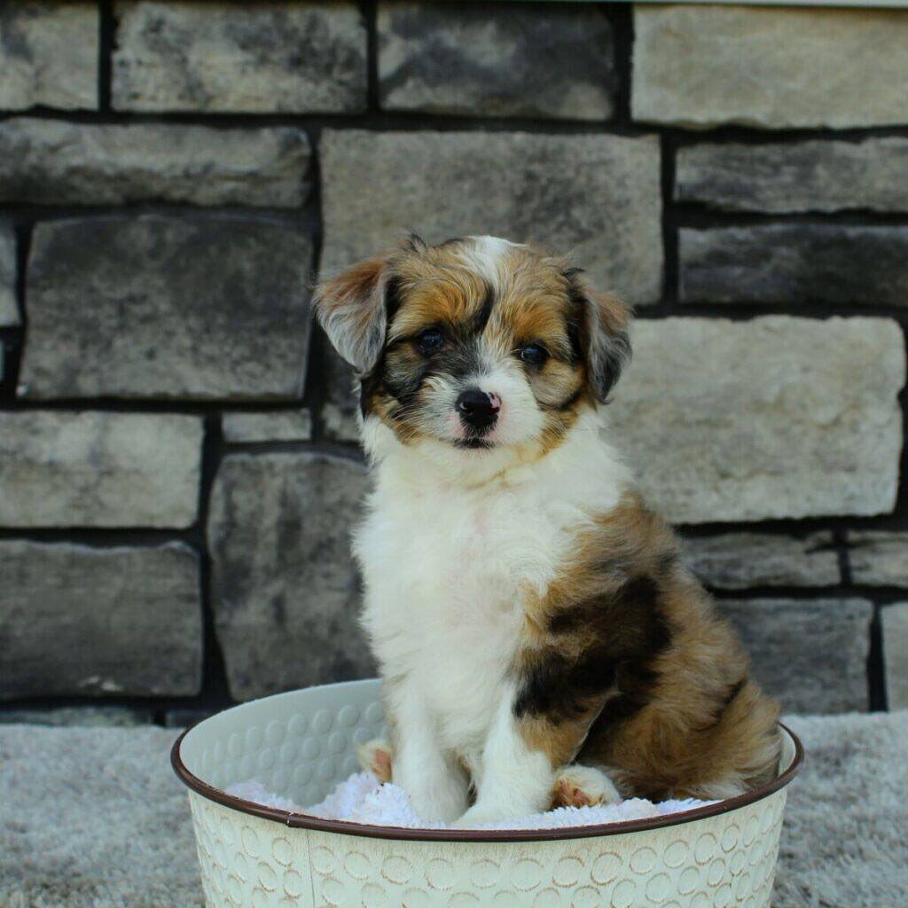 Australian Shepherd Puppies at Doggy First
