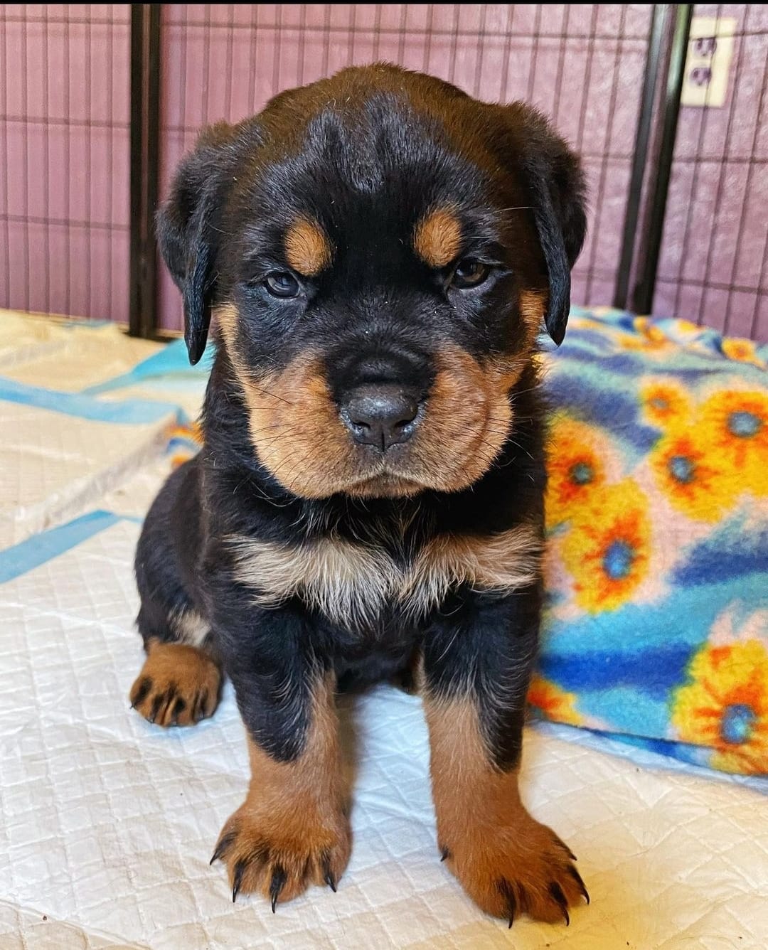 HARLEY, a Rottweiler puppy