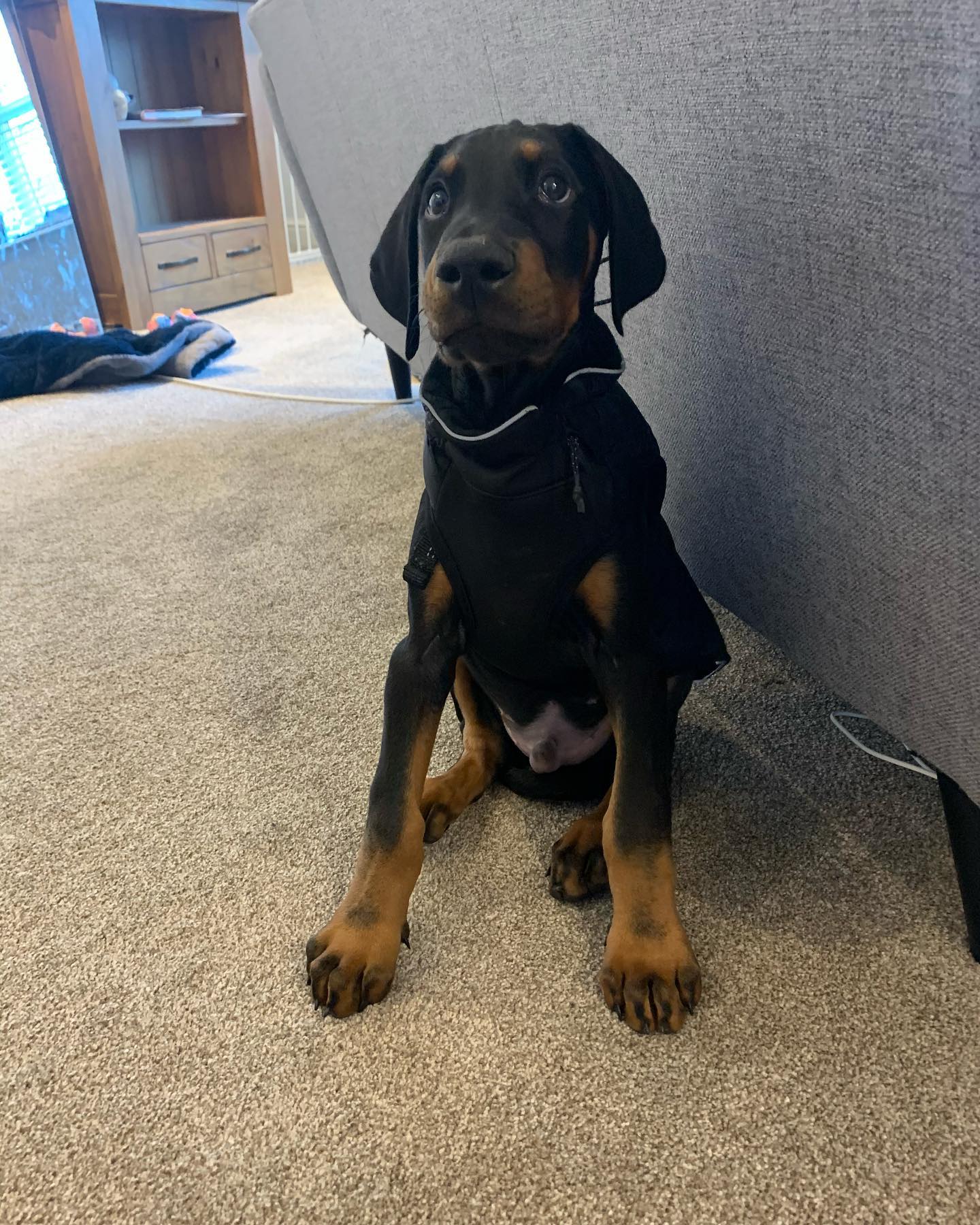 HUGO, a Doberman Pinscher puppy