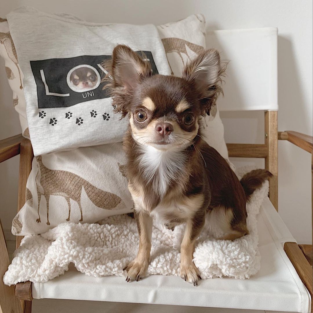 UNI, a Chihuahua puppy