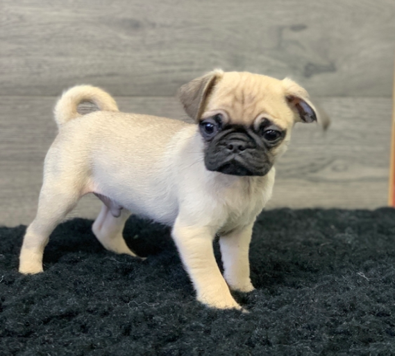 Pug Puppies at Doggy First