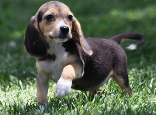VANESSA, a Beagle puppy