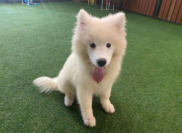 NINA, a Siberian Husky puppy