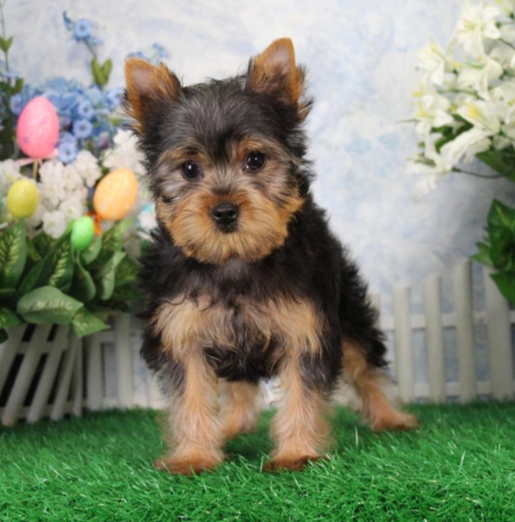 Yorkie Puppies at Doggy First