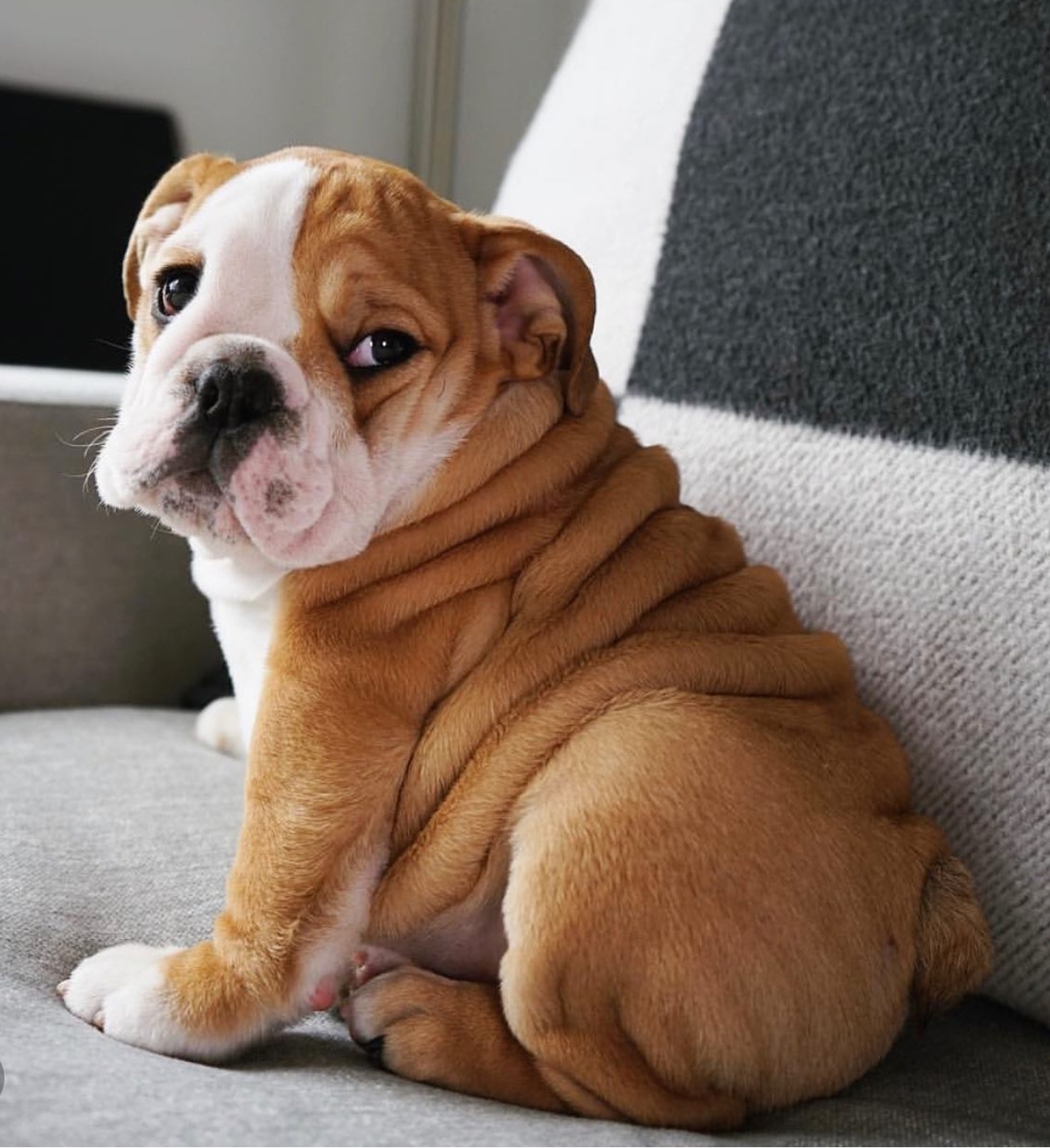 English Bulldog Puppies at Doggy First
