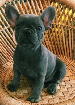 LOUIE, a French Bulldog puppy