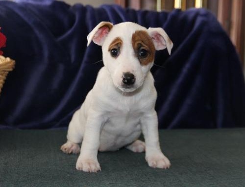 MIGHTY, a Jack Russell puppy