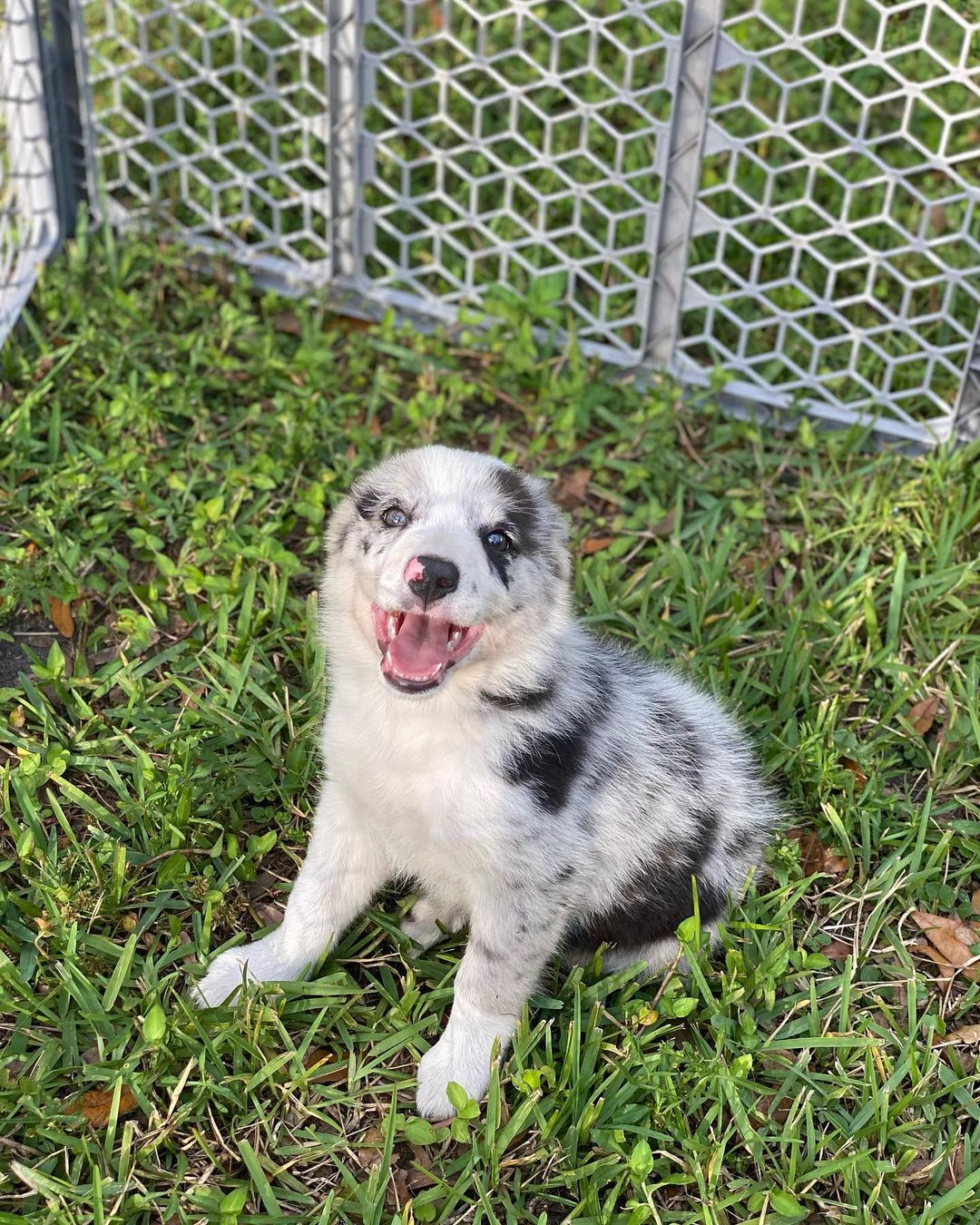 JACK, a Border Collie puppy