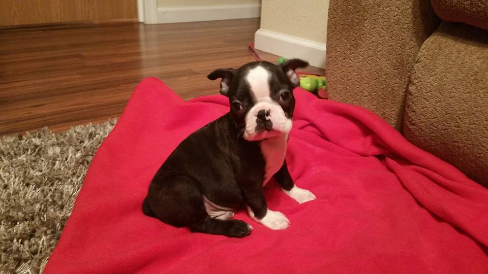 BILLY, a Boston Terrier puppy