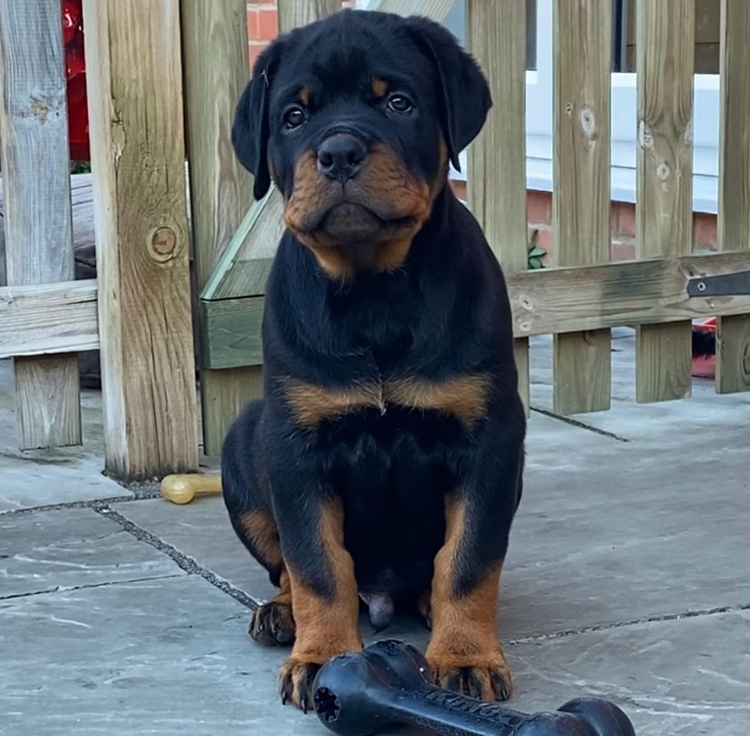 REX, a Rottweiler puppy