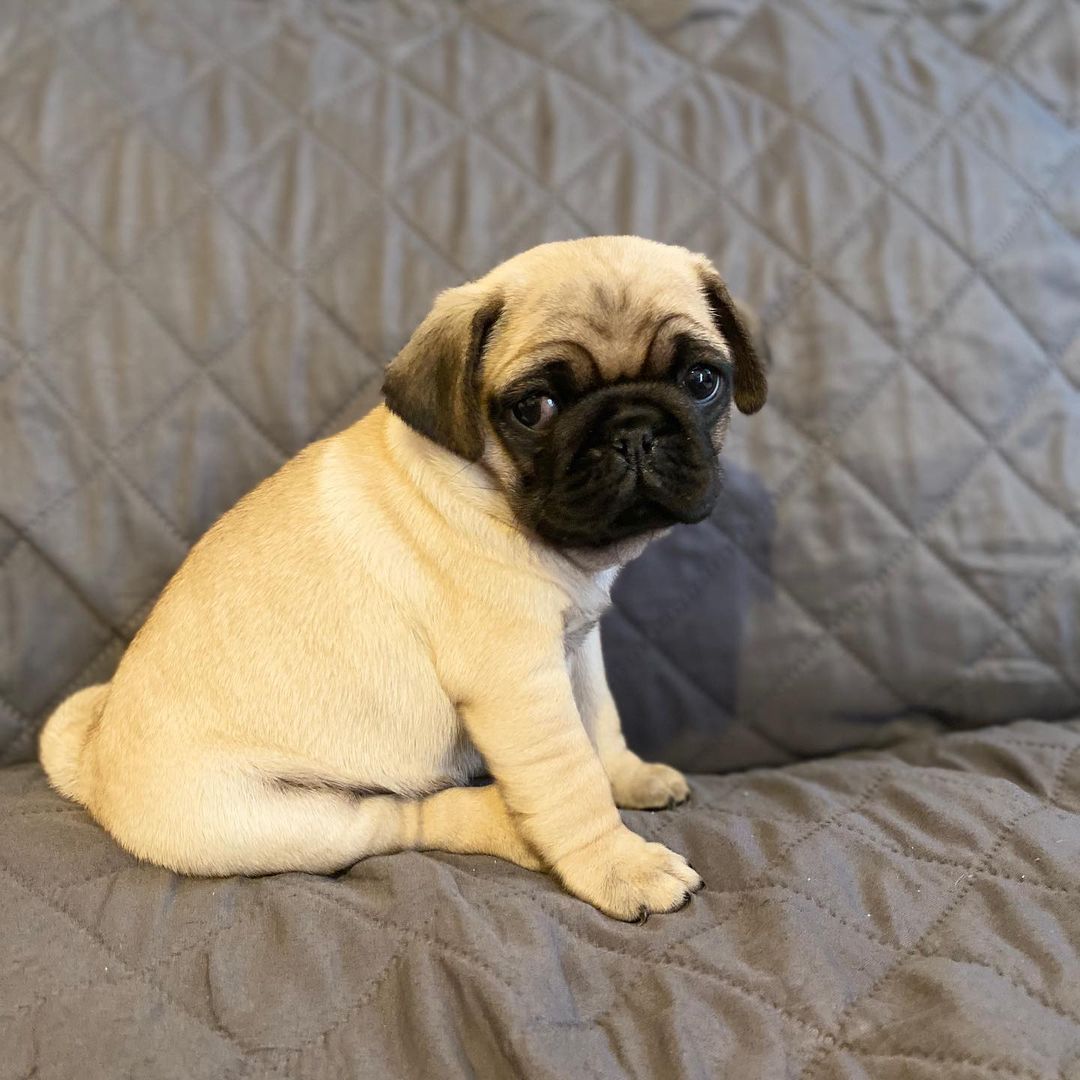 ROY, a Pug puppy
