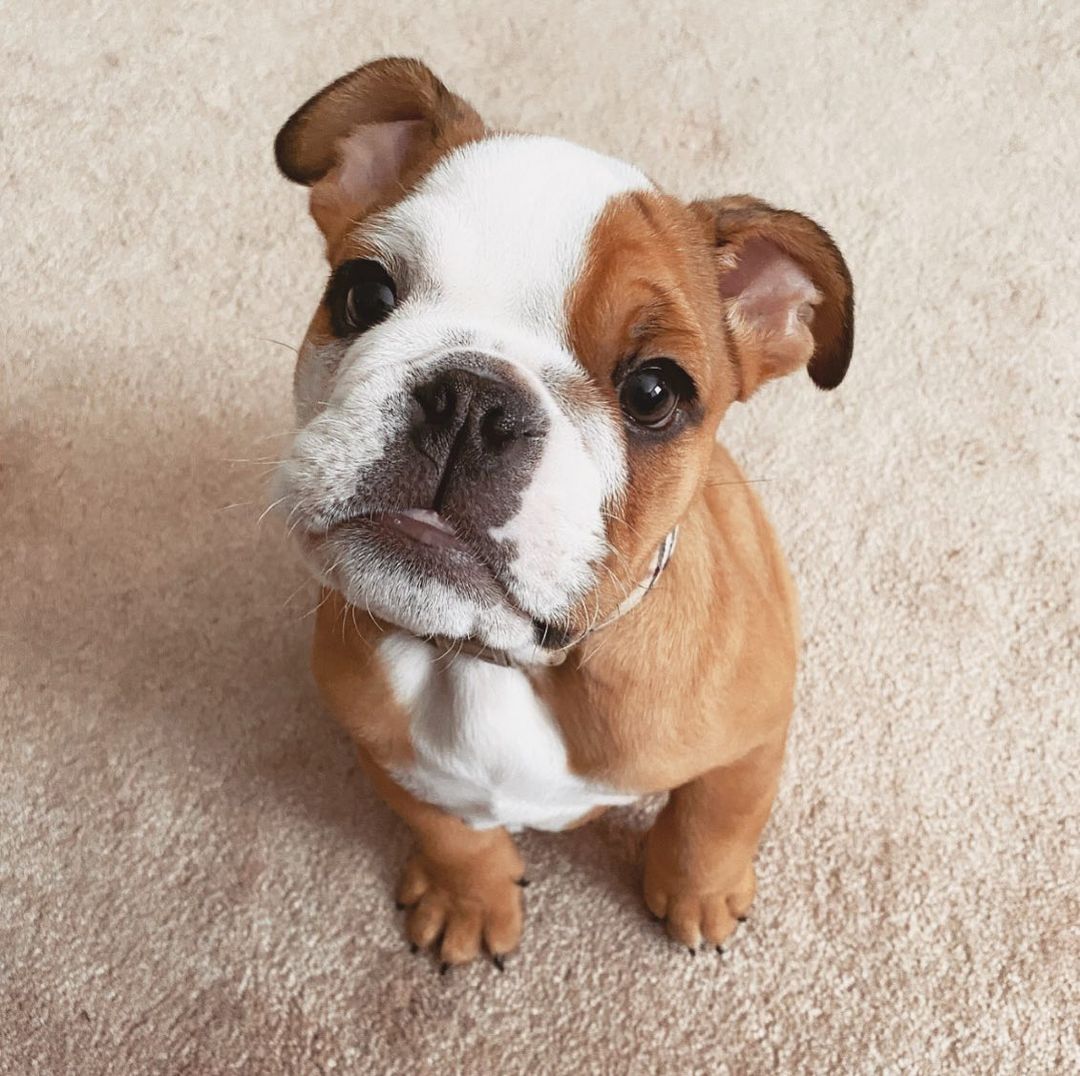 ELLA, a English Bulldog puppy
