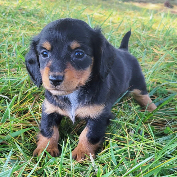 MABLE, a Miniature Dachshund puppy