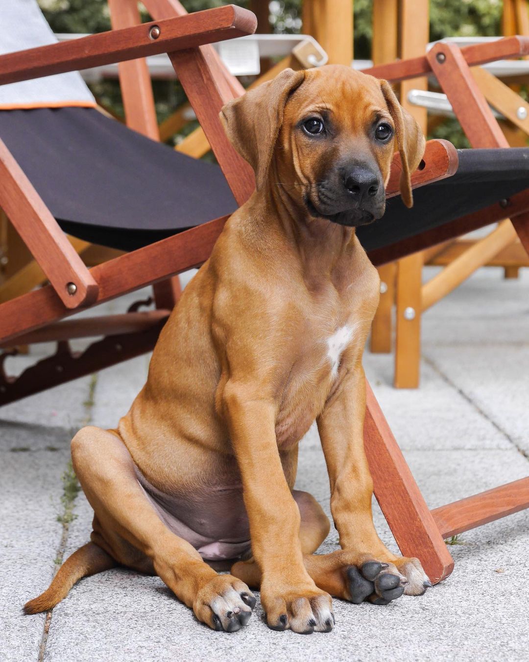NALA, a Rhodesian Ridgeback puppy