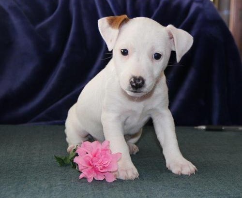 BELLA, a Jack Russell puppy