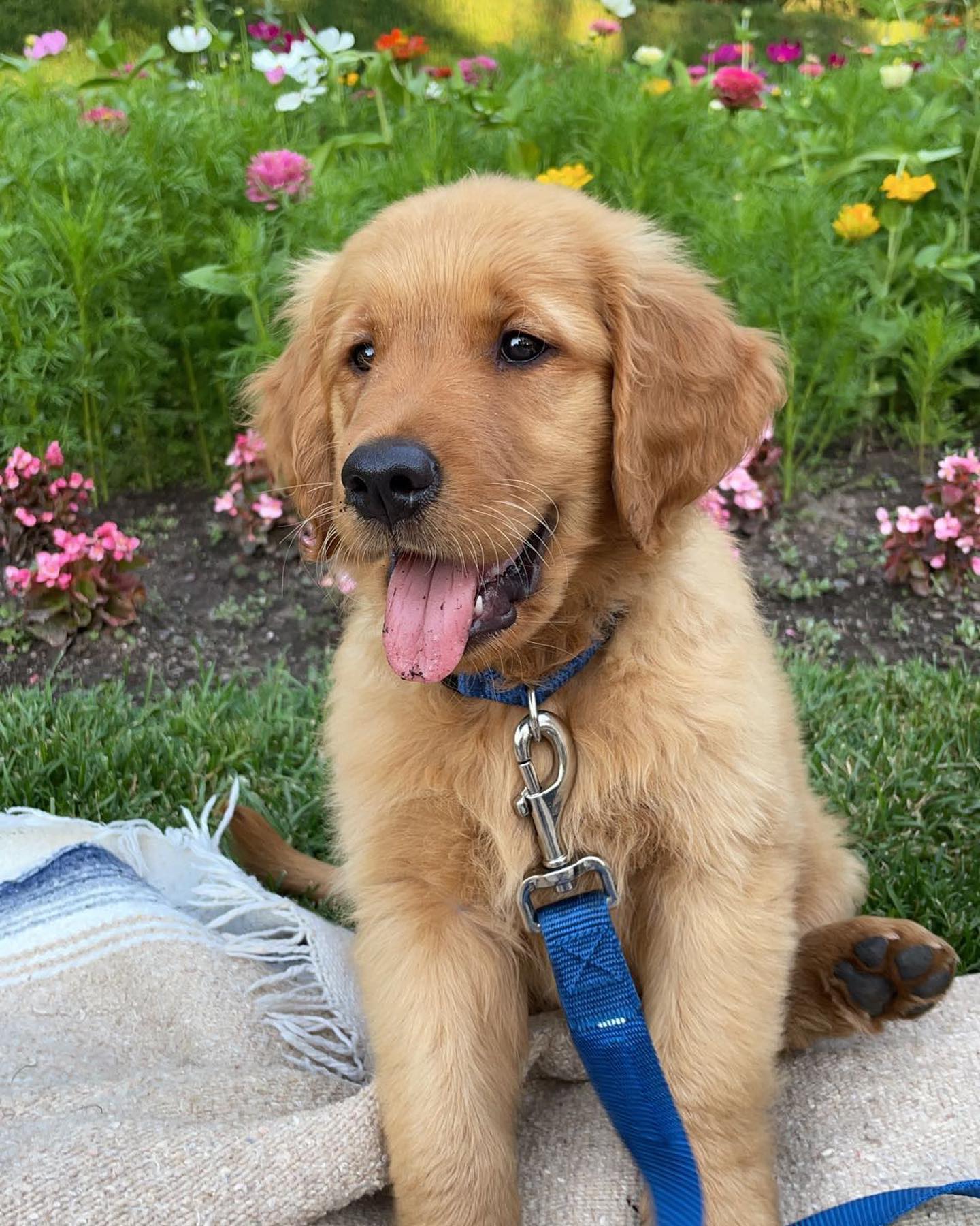 GRAND, a Golden Retriever puppy