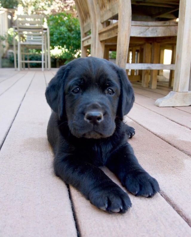 COOPER, a Labrador Retriever puppy