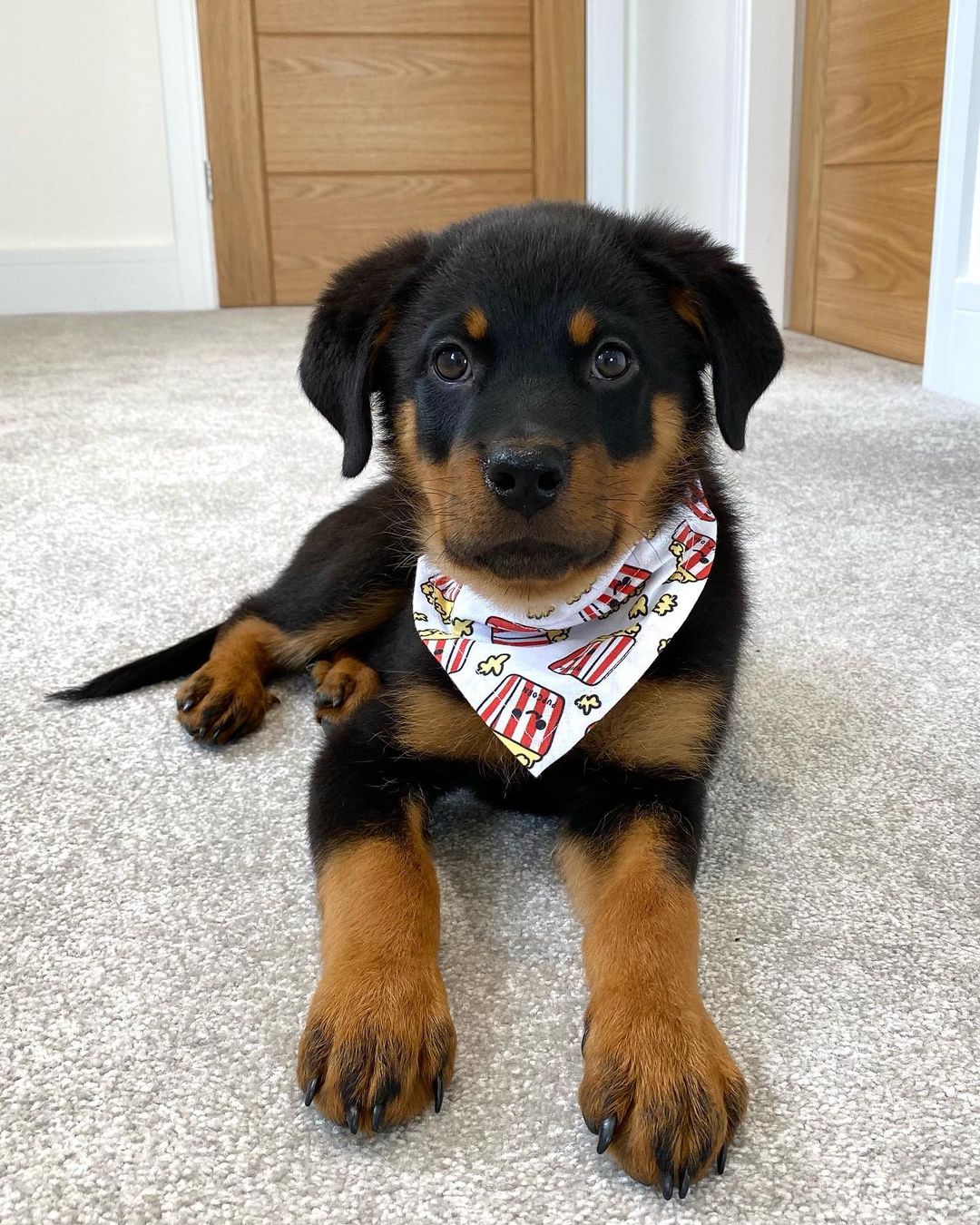 Rottweiler Puppies at Doggy First