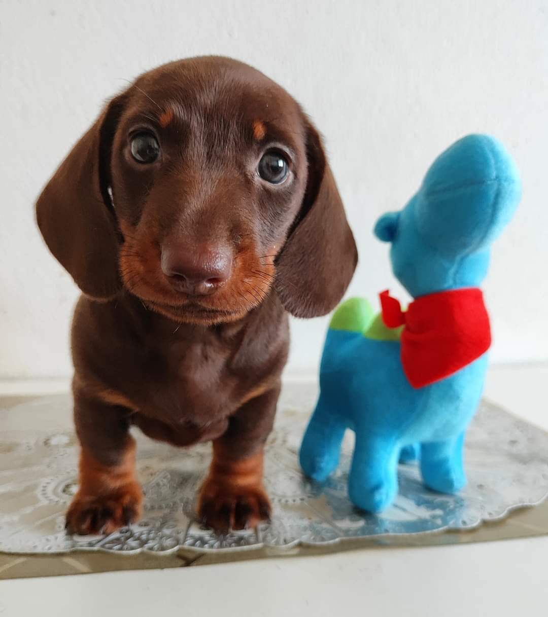 GINGER, a Miniature Dachshund puppy