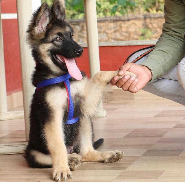 MAX, a German Shepherd puppy