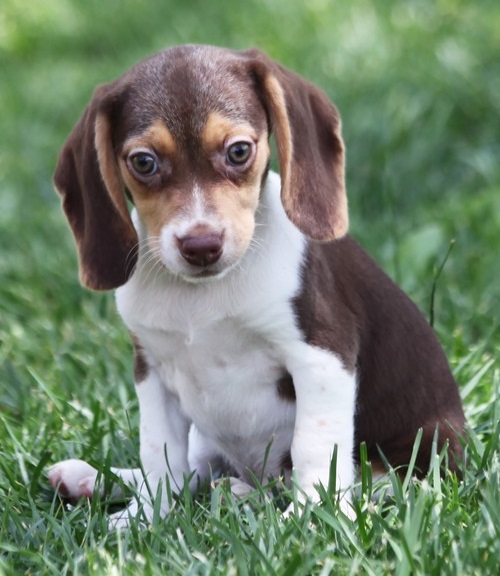 HARRIET, a Beagle puppy