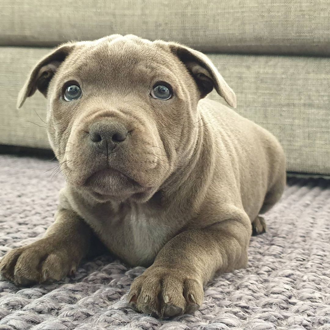 HOLLY, a Staffordshire Bull Terrier puppy