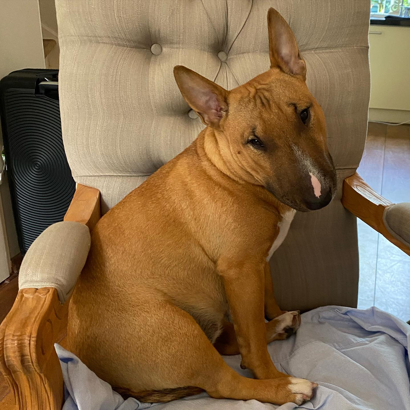 MOLLY, a Mini Bull Terrier puppy