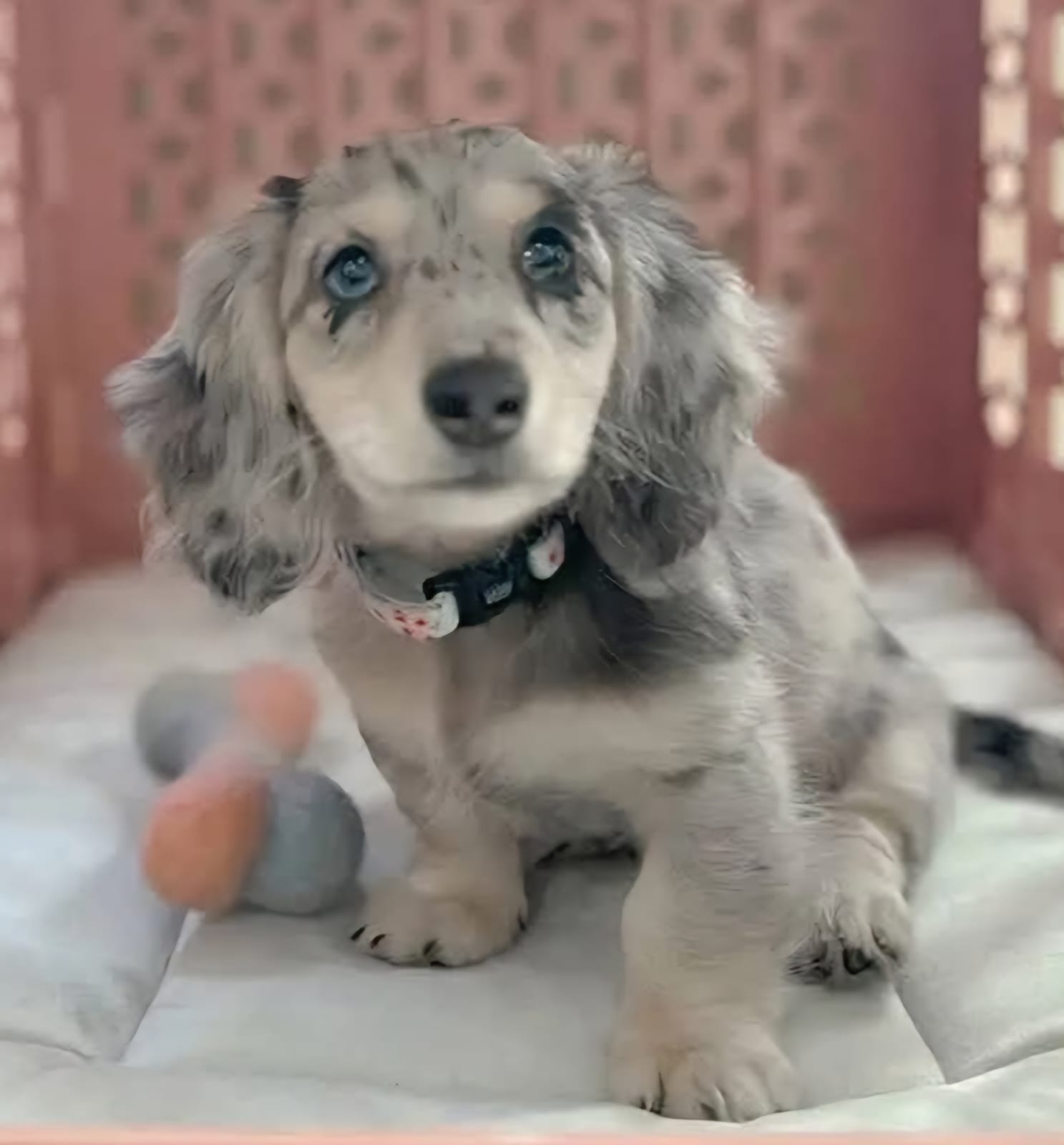 BRUNO, a Miniature Dachshund puppy