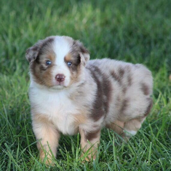 BERI, a Australian Shepherd puppy