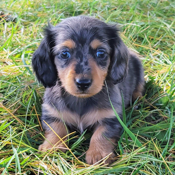FERN, a Miniature Dachshund puppy