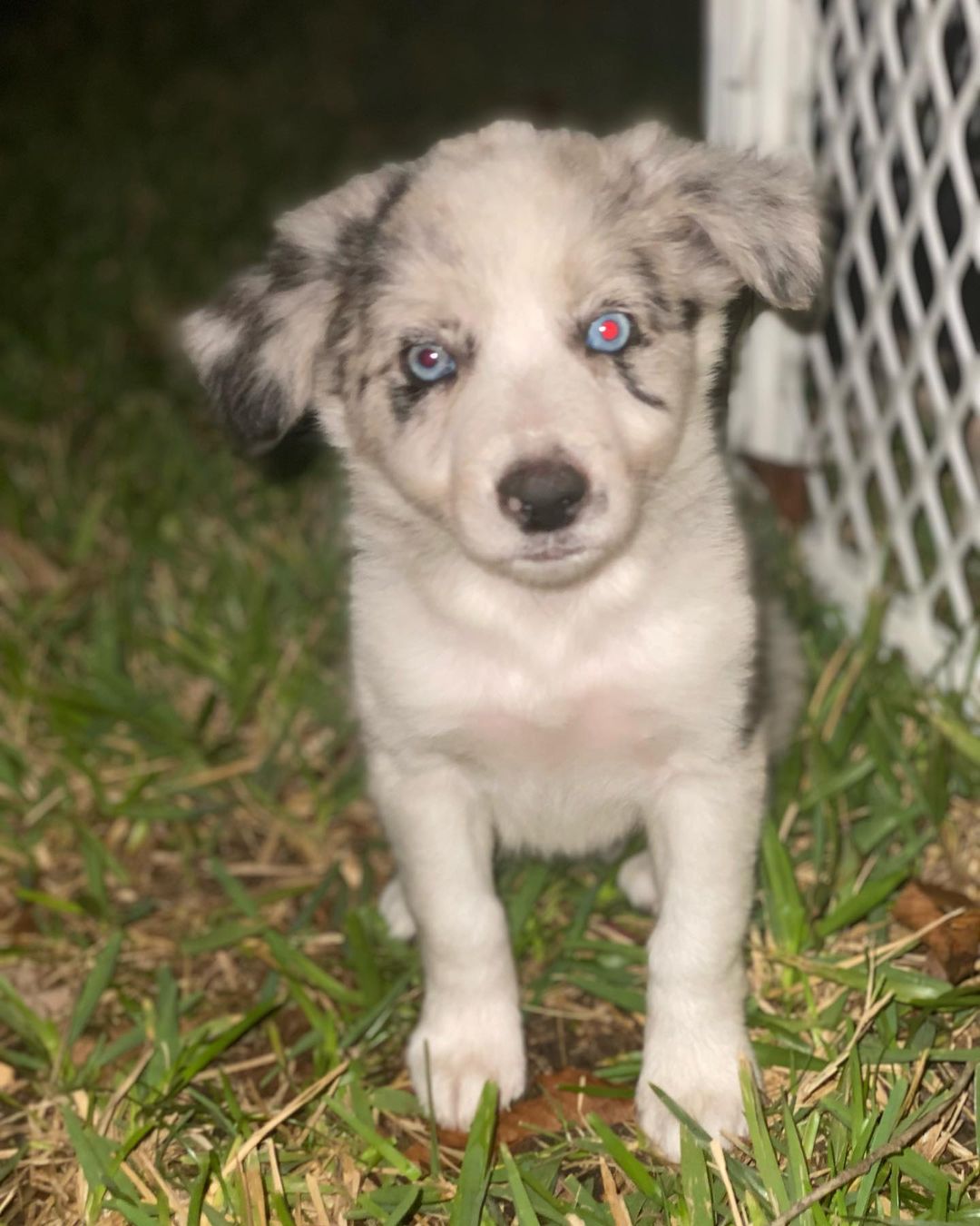 MAX, a Border Collie puppy