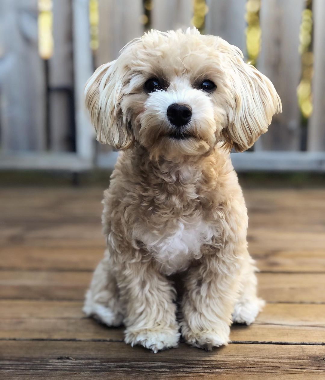 JASPER, a Maltipoo puppy