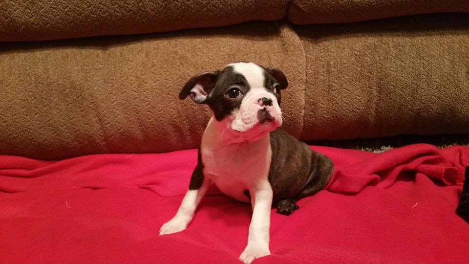BELLA, a Boston Terrier puppy