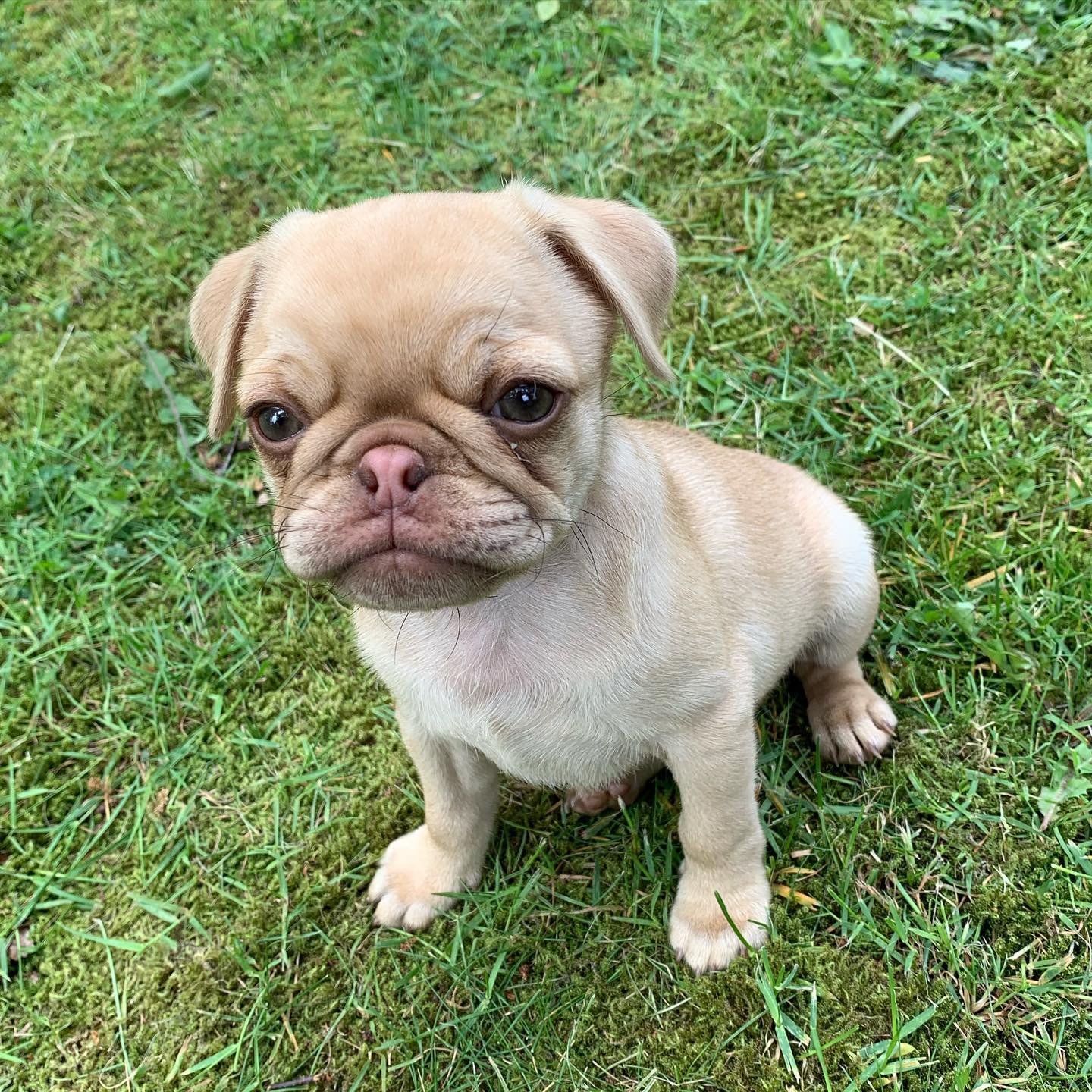 PUA, a Pug puppy