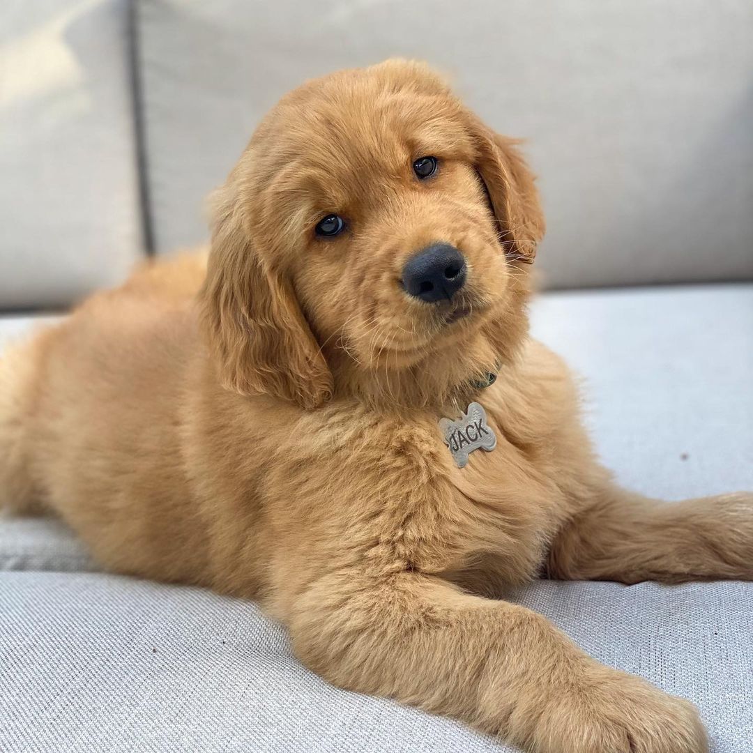 JACK, a Golden Retriever puppy
