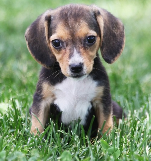 DARREN, a Beagle puppy