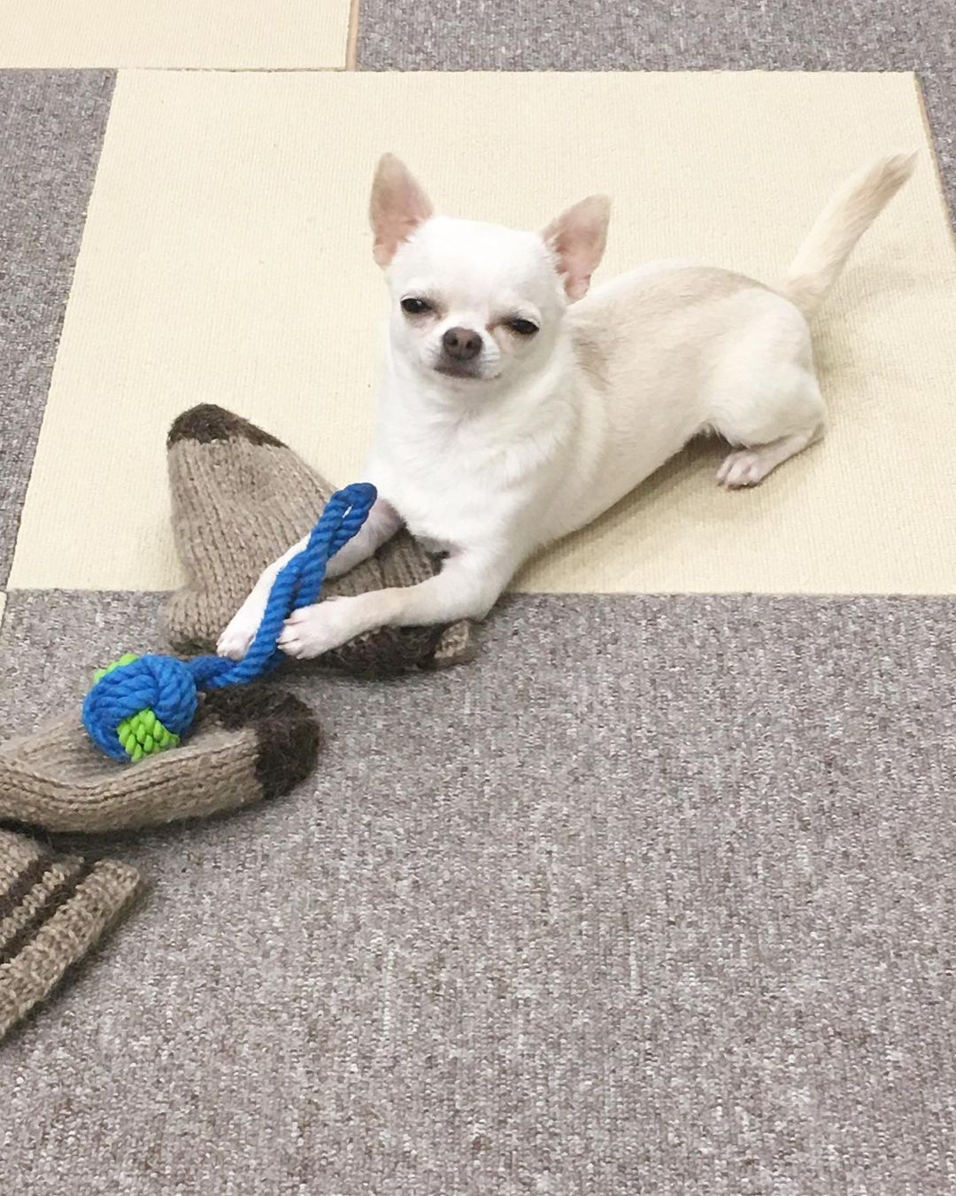 ELLY, a Chihuahua puppy