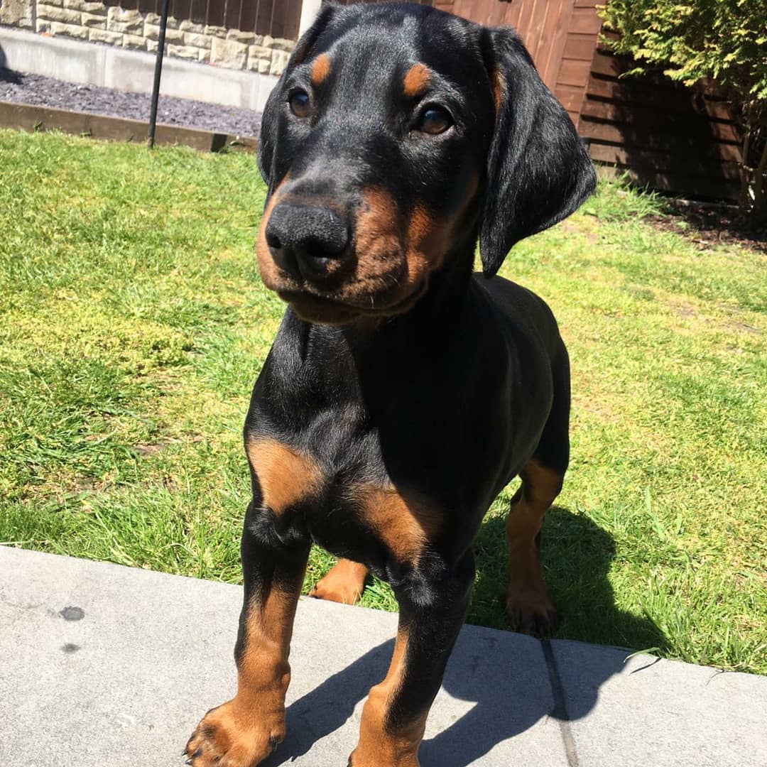 DIANE, a Doberman Pinscher puppy