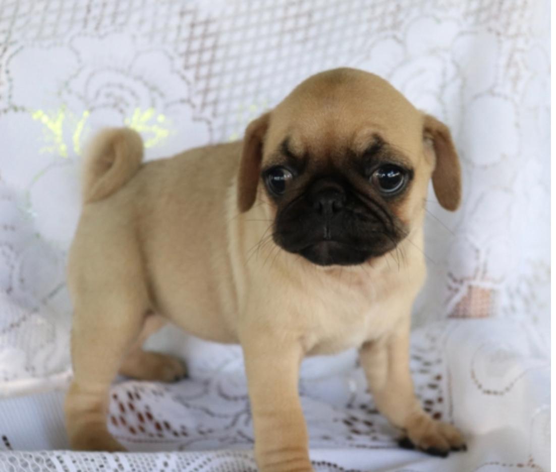 HANA, a Pug puppy