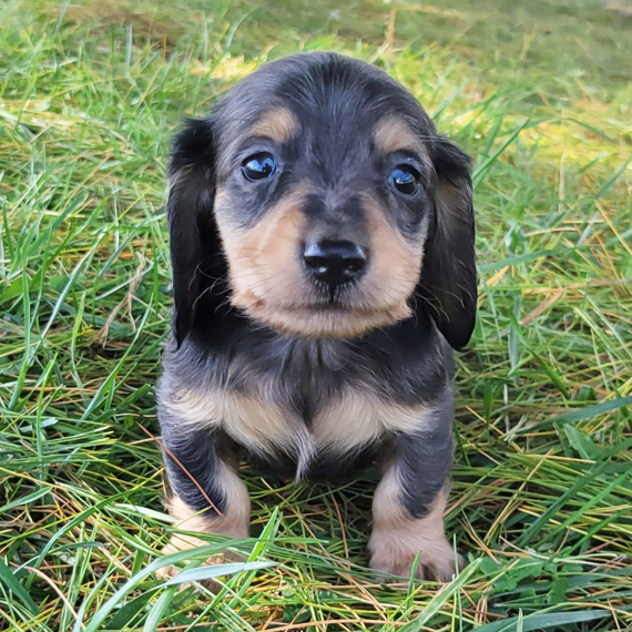 Miniature Dachshund Puppies at Doggy First