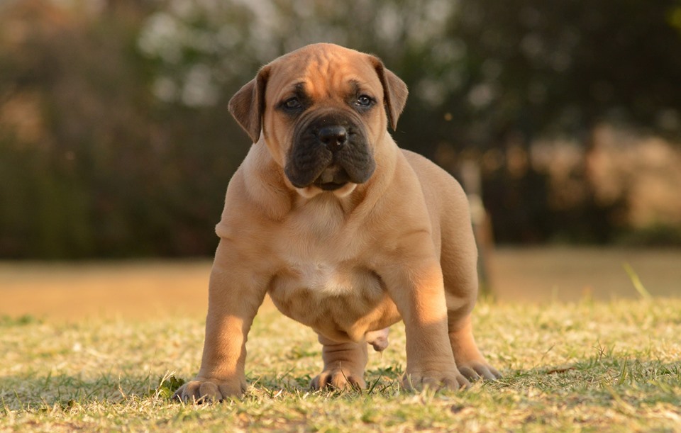 GUNNER, a BoerBoel puppy