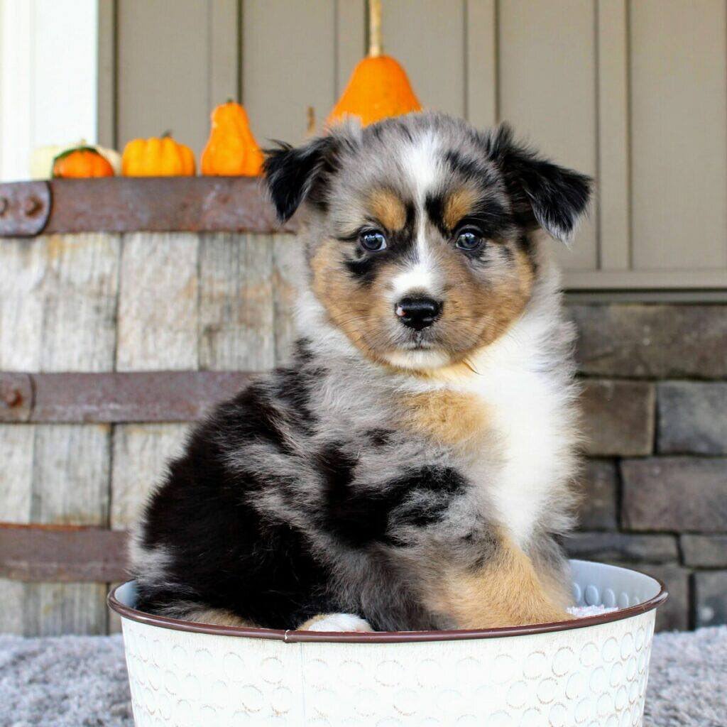 ANOLD, a Australian Shepherd puppy